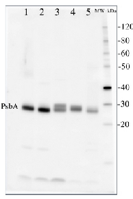 PsbA | D1 protein of PSII, C-terminal (chicken) in the group Antibodies for Plant/Algal / Global Antibodies at Agrisera AB (Antibodies for research) (AS01 016)